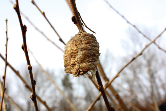 Praying Mantis Ootheca (egg Sac).