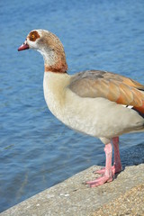 gęś © Bartosz