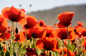 Obraz premium poppy flowers field. beautiful summer background