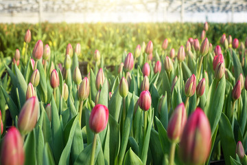 Plantation of tulips in the greenhouse . The flower farm.