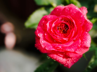 fresh blooming pink rose
