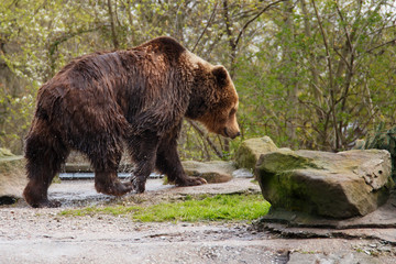 Naklejka na ściany i meble Big wet brown bear in a zoo on an artificial rock.