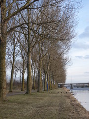 Trees standing along a canal