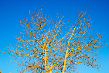 Tree without leaves on blue sky