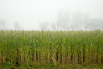 Green wheat field in fog