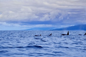 A family group of orca near the coast of Pico Island on a cloudy day