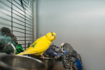 Two parrots sitting on a stick in pet shop