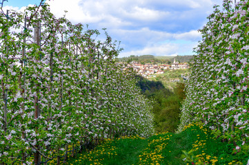 Paesello della Val di Non con i meli in fiore