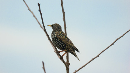 Starling on a branch in spring
