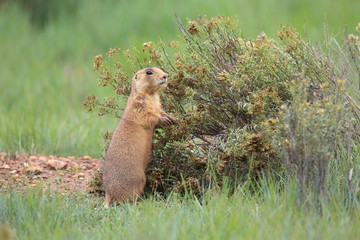 Utah Prairie Dog - Bryce Canyon National Park