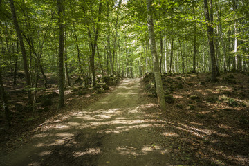 Landscape, Fageda Jorda, beech forest in Olot, Garrotxa region, Catalonia, Spain.