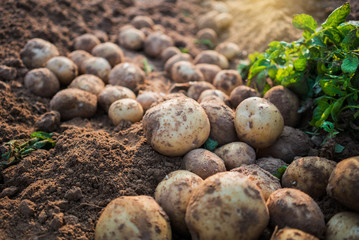 potatoes in the field