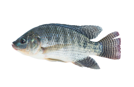 Nile tilapia fish