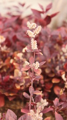 Red flower