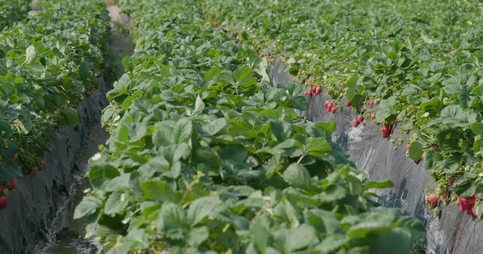 Row of Strawberry field