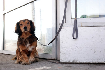The dog is tied with a collar to the building on the street.