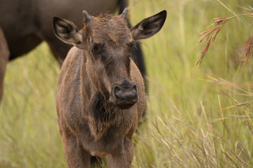 Naklejka na ściany i meble Wildebeest Calf standing in the long grass 