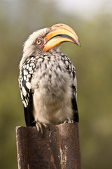 Southern Yellow-Billed Hornbill perched on a pole