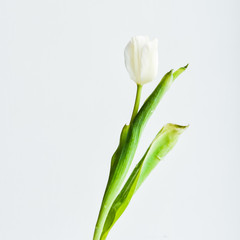 Fototapeta premium Floral Background, postcard: Tulip flower in white vase on white background. Layout, mocap, for your text mother's day, copyspace.