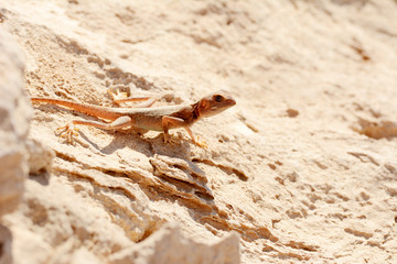 Desert lizard on the rock against sand dune in Dubai Desert. United Arab Emirates