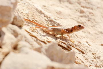 Desert lizard on the rock against sand dune in Dubai Desert. United Arab Emirates