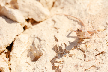 Desert lizard on the rock against sand dune in Dubai Desert. United Arab Emirates