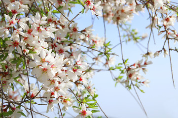 background of spring white cherry blossoms tree. selective focus.