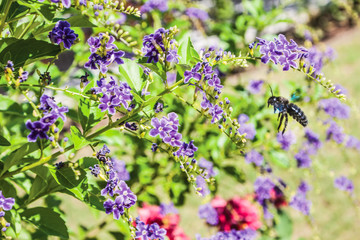colorful flowers in the garden background