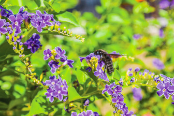 colorful flowers in the garden background