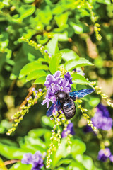 colorful flowers in the garden background