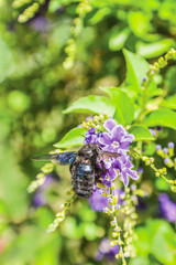 colorful flowers in the garden background