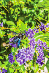 colorful flowers in the garden background
