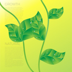Vector Poster with Semi Realistic Green Leaf and stem, Leaves and Growth Design, Organic Business Branding, Brochure, Natural Background, Positive