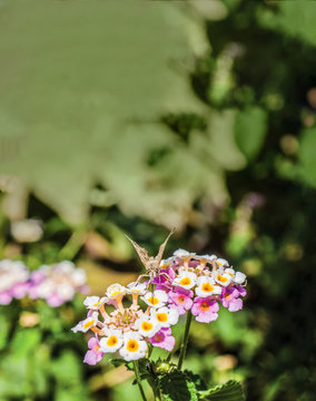 colorful flowers in the garden background