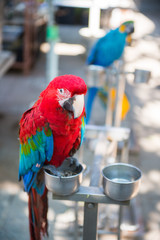 Red parrot at Yuen Po street bird market