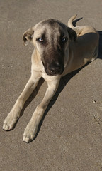 Very cute pooch with blue eyes
