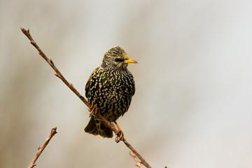 Starling on a branch in spring