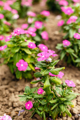 Obraz premium Beautiful red vinca flowers in a garden at summer sunny day close-up.