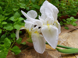 Iris o Giaggiolo di primavera