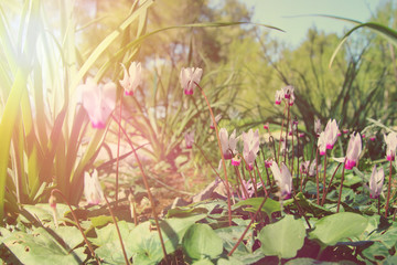 Obraz na płótnie Canvas low angle view image of fresh grass and spring cyclamen flowers. freedom and renewal concept. Selective focus.