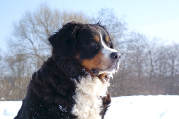 Bernese mountain dog winter portrait