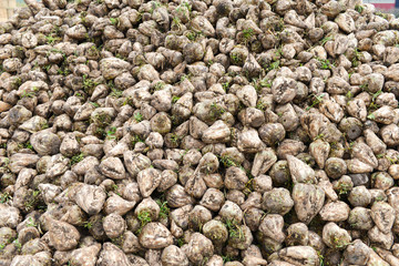 sugar beets