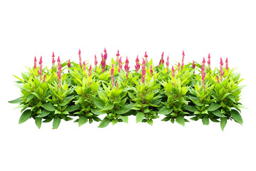flower bush tree isolated with clipping path