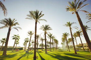 Fototapeta na wymiar tall palm trees on site by sea. the long awaited holiday mood.