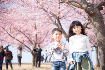桜と子供