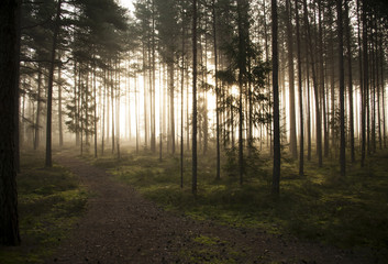 Fototapeta premium early moring good meditation and relax in pine forest