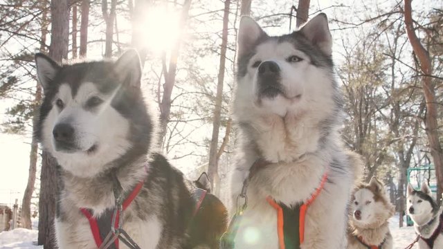 Team of husky dogs in winter landscape before the race.