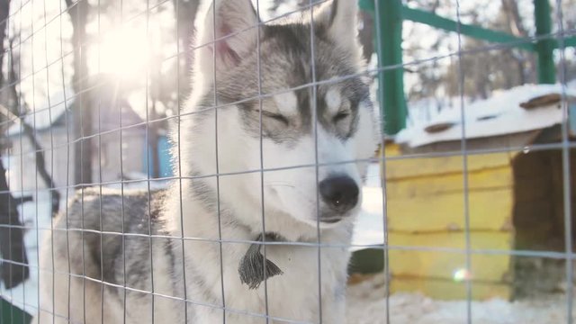 Husky in the sunlight in winter. Slow motion.