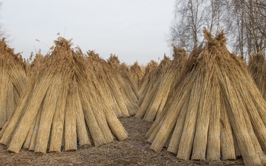 Reed drying for roofing near the lake