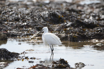 Aigrette garzette (Egretta garzetta)